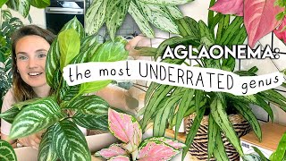 this will make you buy more plants AGLAONEMA Collection Tour Unboxing  Tips 🌱 [upl. by Ytoc776]