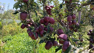 Top apples Variety Chelan spur Scarlet 2 kingrot jeromine etc watch till end [upl. by Nannarb384]