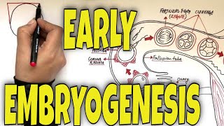 What is Fertilization Gastrulation and Neurulation  Overview [upl. by Farkas391]