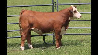 2024 Mohican Farms and Guests Sale  Lot 59 [upl. by Armond93]