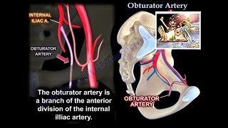 Obturator Artery  Everything You Need To Know  Dr Nabil Ebraheim [upl. by Anaoj]