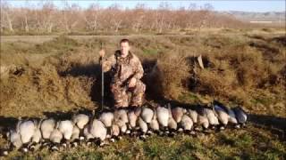 Goose hunting Washington 8 Man Limit [upl. by Anirrak]