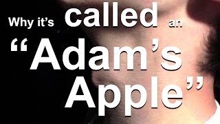 Why the Adam’s Apple is Called the Adam’s Apple [upl. by Naie]