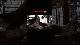 Fancy pigeon loft most beautiful kobutor pigeon birds viralvideo ytshorts yt [upl. by Tenom]