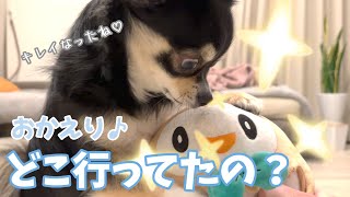 お気に入りのおもちゃ達が洗濯から帰ってきて友情を確かめ合う犬。 [upl. by Dodwell]