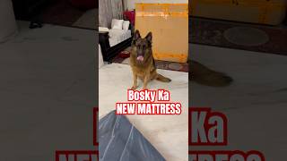 Bosky ka new mattress germanshepherd dogsofinstagram funny lifestyle [upl. by Falito]