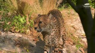 Geparden im Tierpark Berlin  Cheetahs at Tierpark Berlin [upl. by Templer]