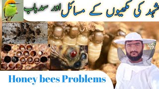 Honey bees Problems  Beekeeping  Bee Farming Problems  Causes of Bee hives Dying [upl. by Quiteri]