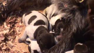 Bluestem Kennels Wirehaired Pointing Griffons quotEquot Litter 03012013 [upl. by Kaitlin]