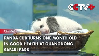 Panda Cub Turns One Month Old in Good Health at Guangdong Safari Park [upl. by Romilly]