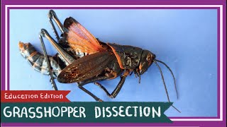 Grasshopper Dissection  Its a Bird Its a Plane EDU [upl. by Kera]