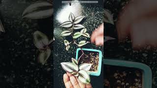 1 min 1 complete tutorial How to propagate wandering jew  Tradescantia zebrina complete tutorial [upl. by Secrest822]