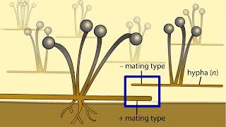 Life Cycle of a Zygospore Fungus [upl. by Heydon]