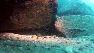 Diving in Lake Tanganyika Noncichlids [upl. by Bidle15]