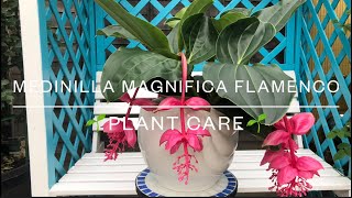 Medinilla Magnifica Flamenco  Plant Care UK [upl. by Nairda861]