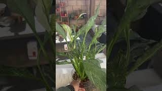 Variegated Peace Lily  houseplants houseplantlover houseplantlove pottedplants [upl. by Corvin]