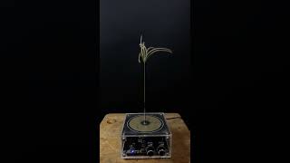 Experiment tesla coil  grass [upl. by Auberta]