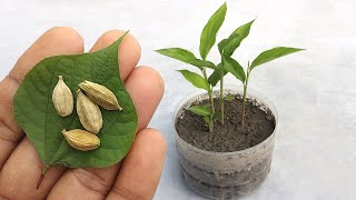 Grow cardamom from seeds  Grow Properly at home  Grow plants from seeds [upl. by Tonye711]