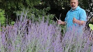 Russian sage Perovskia atriplicifolia  Salvia yangii  Plant Identification [upl. by Gran]