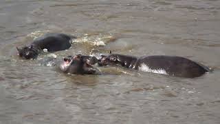 Hippos fighting with mouths wide open [upl. by Niki]