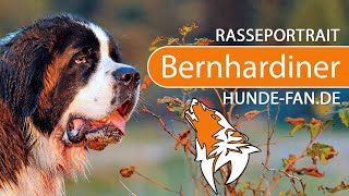 ► Bernhardiner 2018 Rasse Aussehen amp Charakter [upl. by Eedyak309]