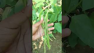 Barbati ki Kheti 🔥✅ beans farming kisan farmar farming funny comedy shorts garden beans [upl. by Slen287]