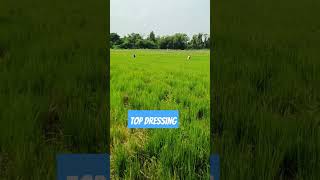 Top dressing of fertilizer topdressing paddy farming reels shortvideo krishiguru [upl. by Eanal]