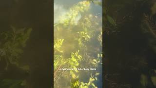 My Aquarium Plants are Having Babies aquariumfishkeeping freshwaterfish [upl. by Lasyrc]