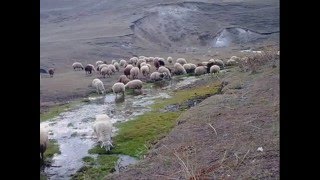 ERZURUM KÜRDÜN KIZI HALAY [upl. by Mair]