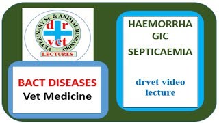 Haemorrhagic Septicaemia video by drvet [upl. by Truda]