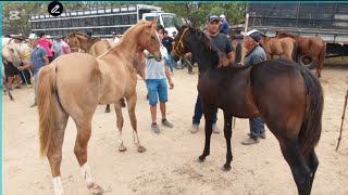 Melhor Feira de Caruaru é em Caruaru PE Terça051124 só os top de luxo  nordeste [upl. by Basilius460]