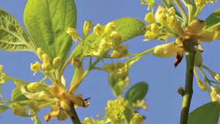 The Health Benefits of Sassafras Leaf Tea [upl. by Grobe906]