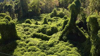 Kudzu in Kentucky Eastern Kentucky Region  Kentucky Life  KET [upl. by Nnylirret]