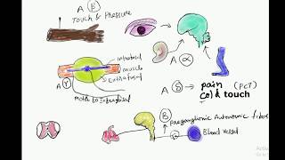 erlanger gasser classifications of nerve fibers [upl. by Ihcalam]