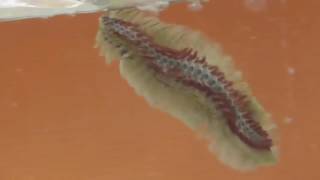 Catch a Huge Fireworm in Sea  Amphinomidae [upl. by Brufsky]