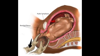 Pregnancy Symptoms and Baby Development [upl. by Elon]