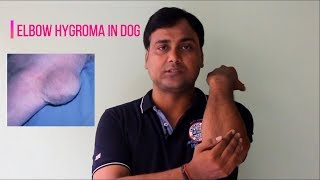 Elbow Hygroma in dog Causes and Cure  Hindi [upl. by Marelda]