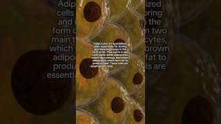 Cell of the Day Adipocyte cellbiology health learning [upl. by Barbara-Anne893]