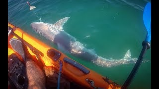 kayak shark Fishing NZ Big Tope [upl. by Goulette]