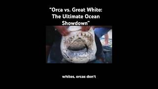 “Orca vs Great White The Ultimate Ocean Showdown” [upl. by Eibor]