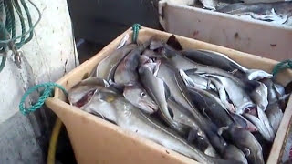 Jigging for cod skrei in Finnmark Norway April 2011  part 2 [upl. by Etnovert137]