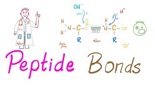 Peptides and Peptide Bonds  Amino Acids Dipeptides Oligopeptides Polypeptides  Biochemistry [upl. by Neelloj]