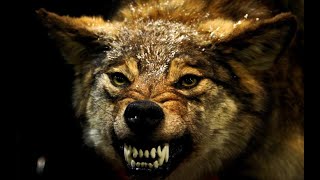 ANGRY DOGS BARKING SOUND HD [upl. by Lukasz]