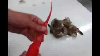 How to Peel and Devein Shrimp  Giovannis Fish Market [upl. by Ystap]