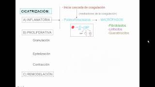 CICATRIZACIÓNavi [upl. by Miranda634]