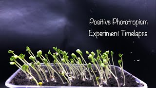 Positive Phototropism Experiment Timelapse [upl. by Alema]