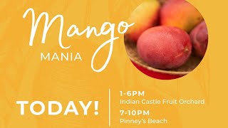 Mango Mania  Nevis Mango Festival 2024  July 4 2024 [upl. by Knowling]