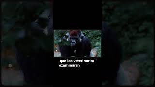 El equipo veterinario examina animales rescatedeanimales refugiodeanimales shorts [upl. by Kavanagh]