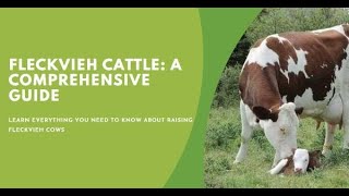 Fleckvieh Cattle A Comprehensive Guide for Farmers [upl. by Etteuqal]