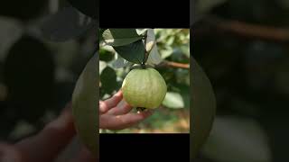 Guava fruit harvest fruit farm fresh harvesting video satisfying agriculture shorts [upl. by Eastlake]